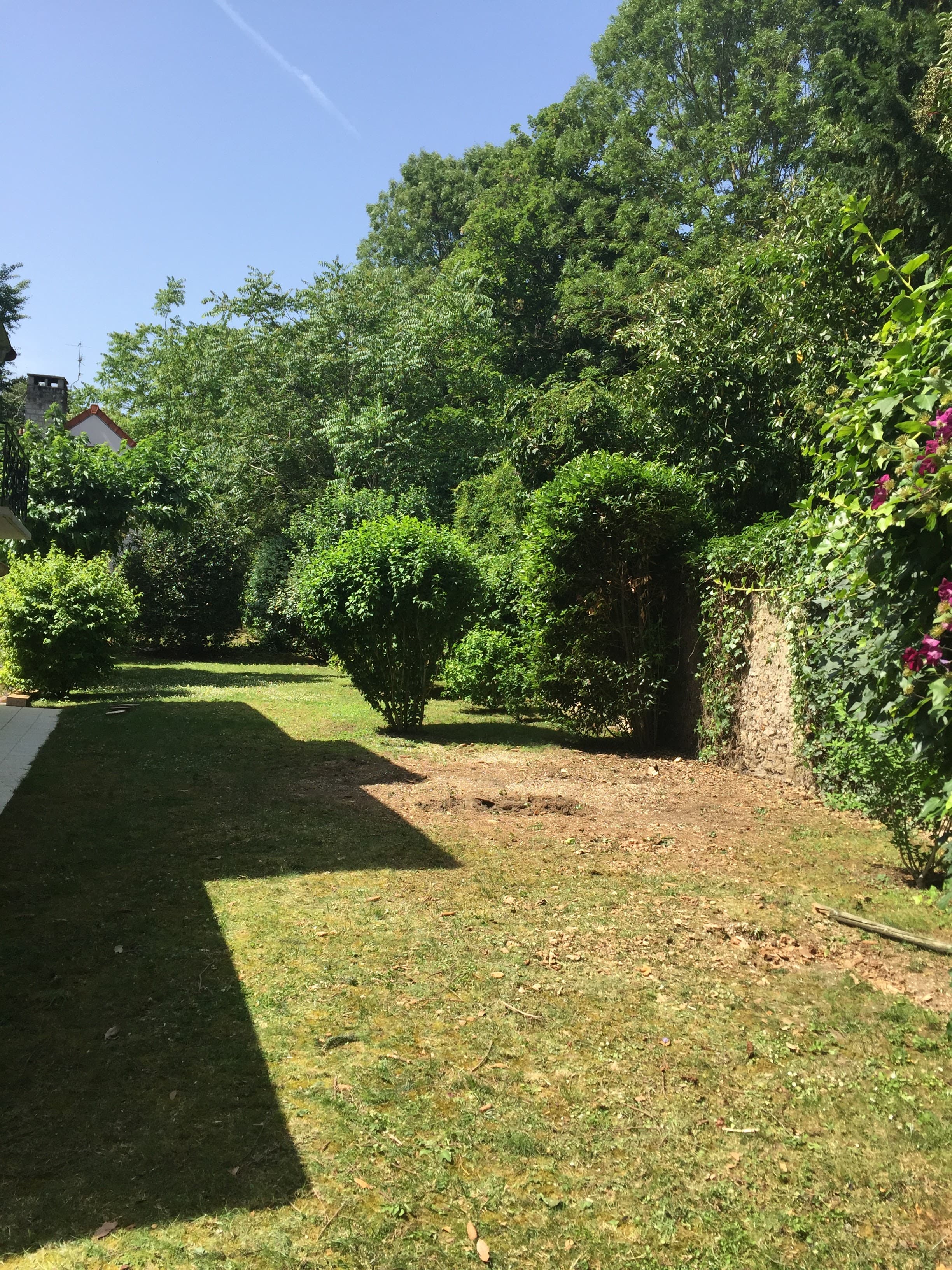 Élagage professionnel